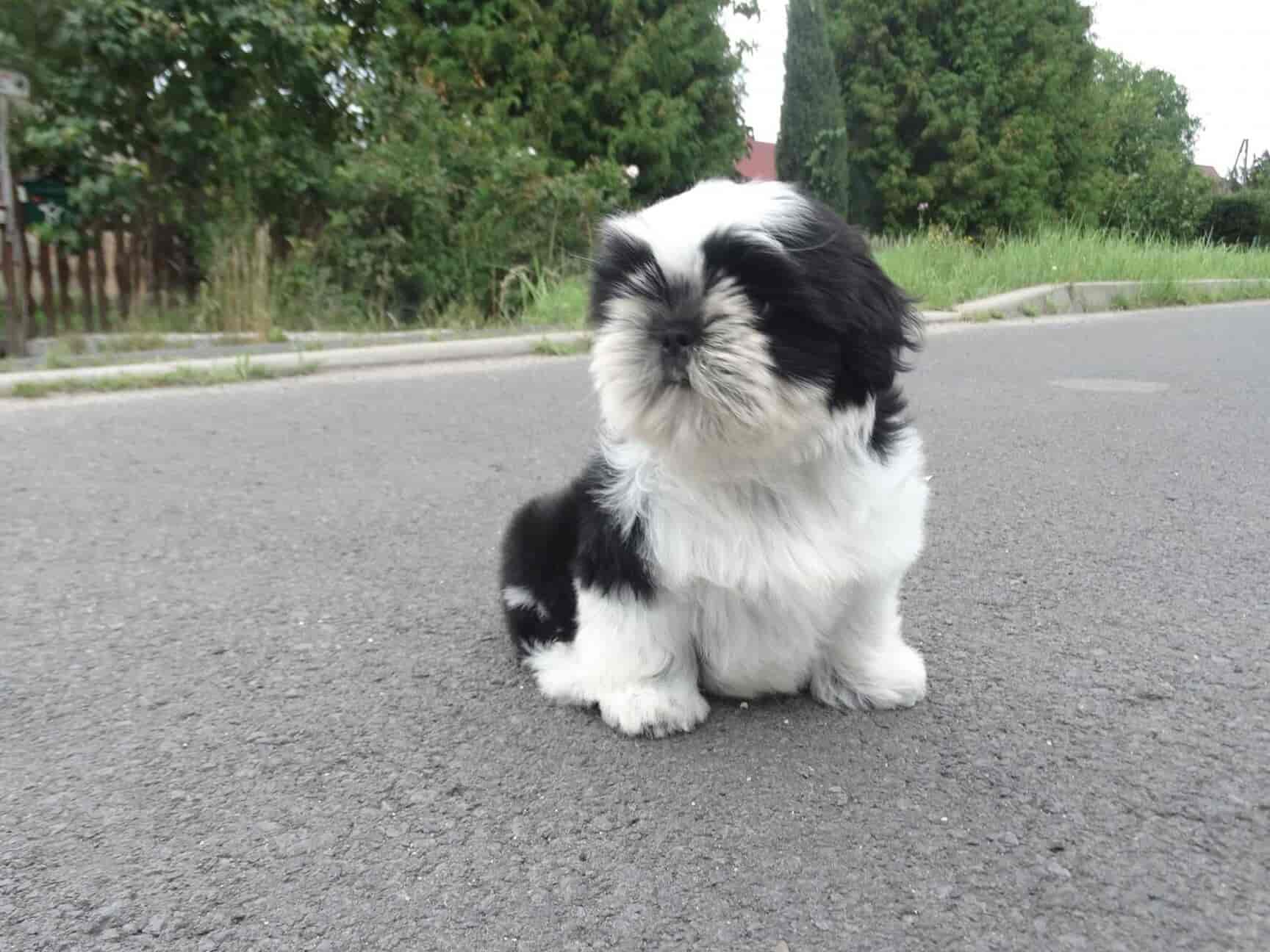 Top Pet Shops For Rabbit in LB Nagar, Hyderabad Best Pet Stores For