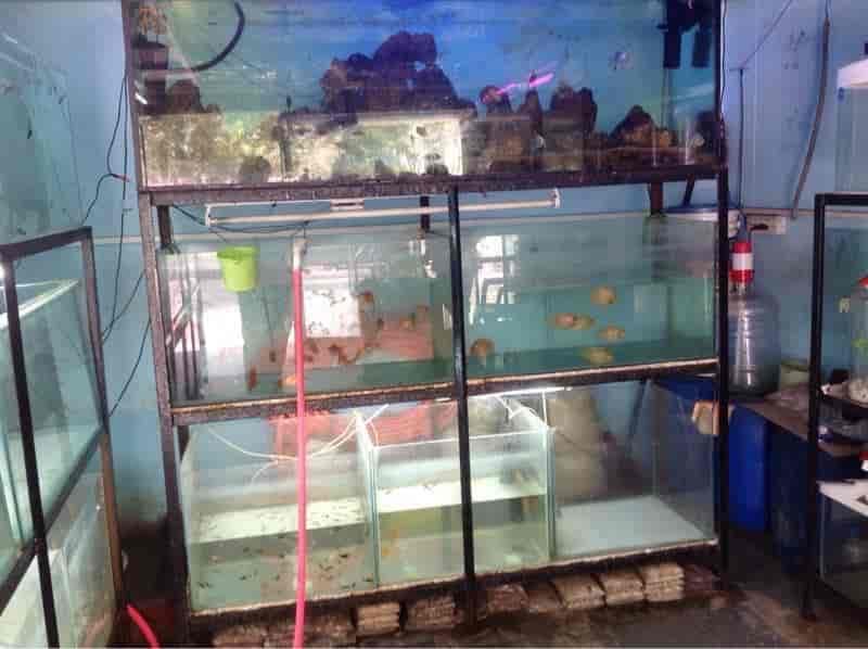 Aqua Sea Fish Aquarium Kphb Colony Fish Retailers In Hyderabad Justdial