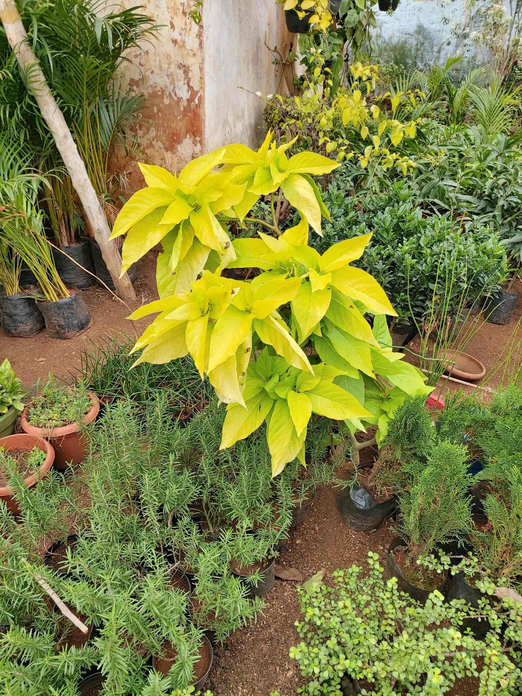 Top Plant Nurseries in Adibatla,Hyderabad Best Government Plant