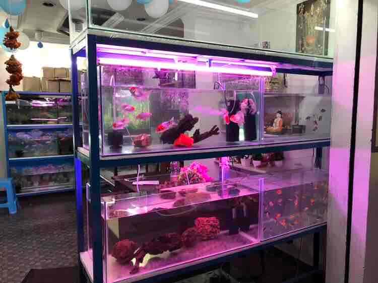 Top Aquarium Fish Wholesalers in King Koti, Hyderabad एक्वेरियम फिश