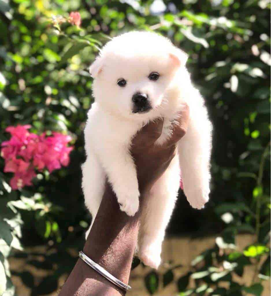 Arrow Pets, Golnaka Pet Shops For Dog in Hyderabad Justdial