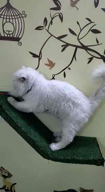 cat home boarding near me