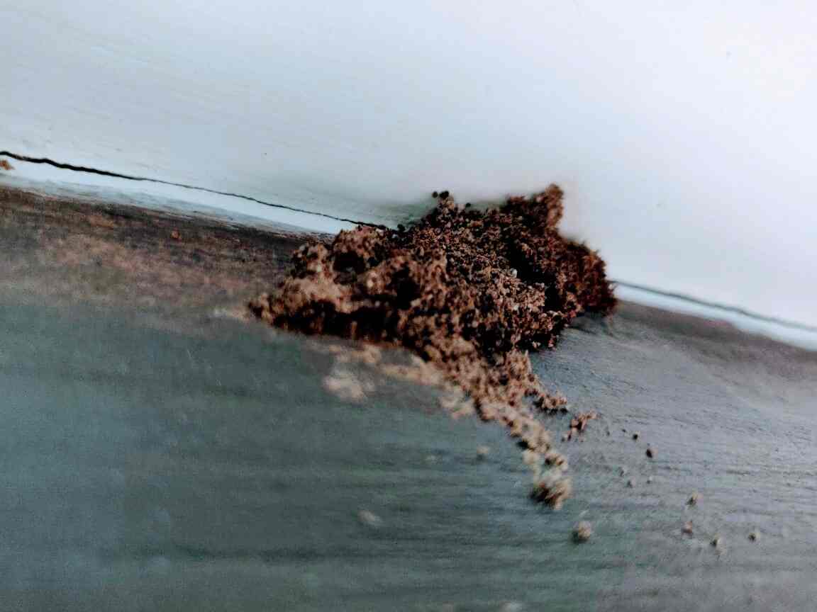 Pest Control House in Alwal,Hyderabad Best Pest Control Services For