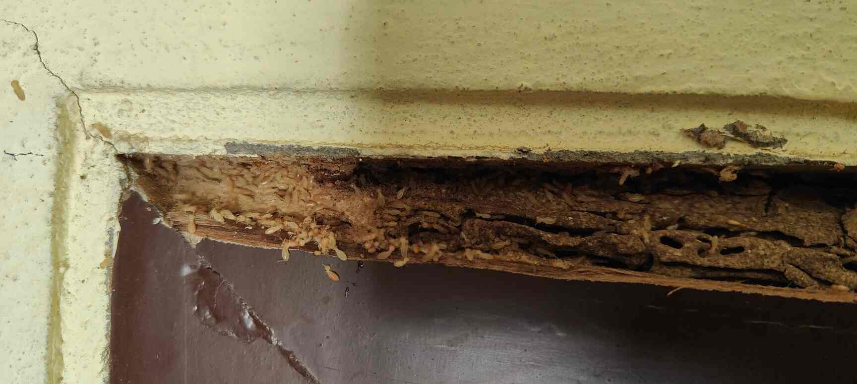 Pest Control House in Alwal,Hyderabad Best Pest Control Services For