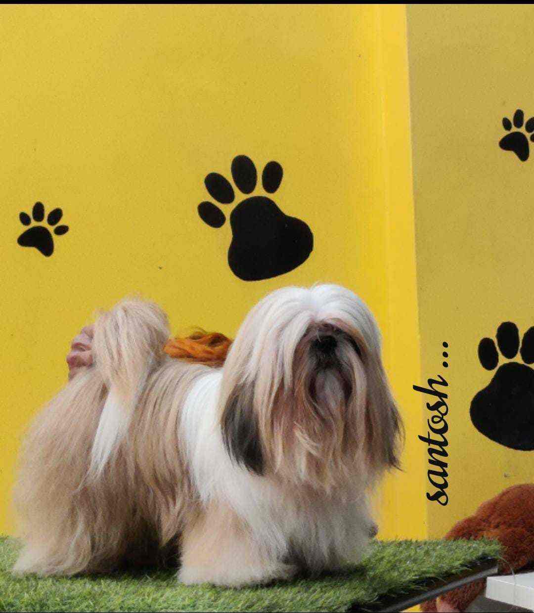 R Pets Zone in Marredpally,Hyderabad Best Pet Shops in Hyderabad