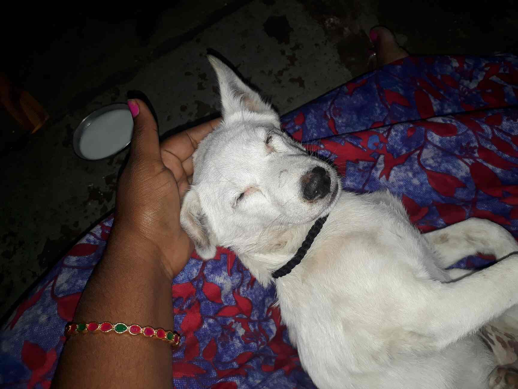 Government Of Telangana Super Speciality Veterinary Hospital