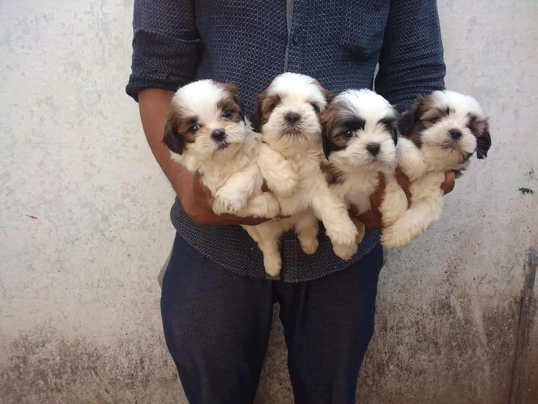 Shih Tzu Puppies Cost In Hyderabad Shih Tzu Dog