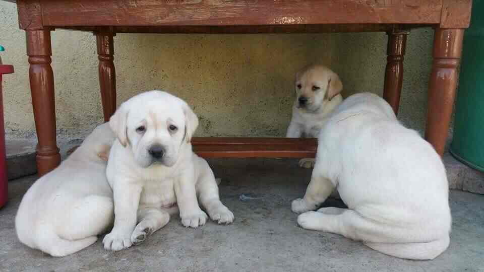 Vishnu Pet Mart And Kennel Services in Sainikpuri,Hyderabad Best