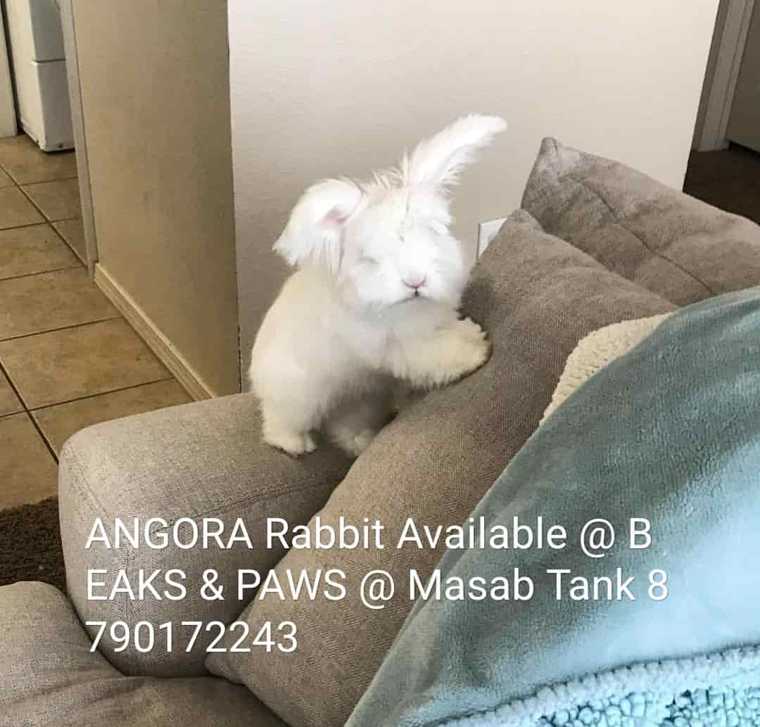 Top Pet Shops For Dog in BK Guda,Hyderabad Best Pet Supplies Store