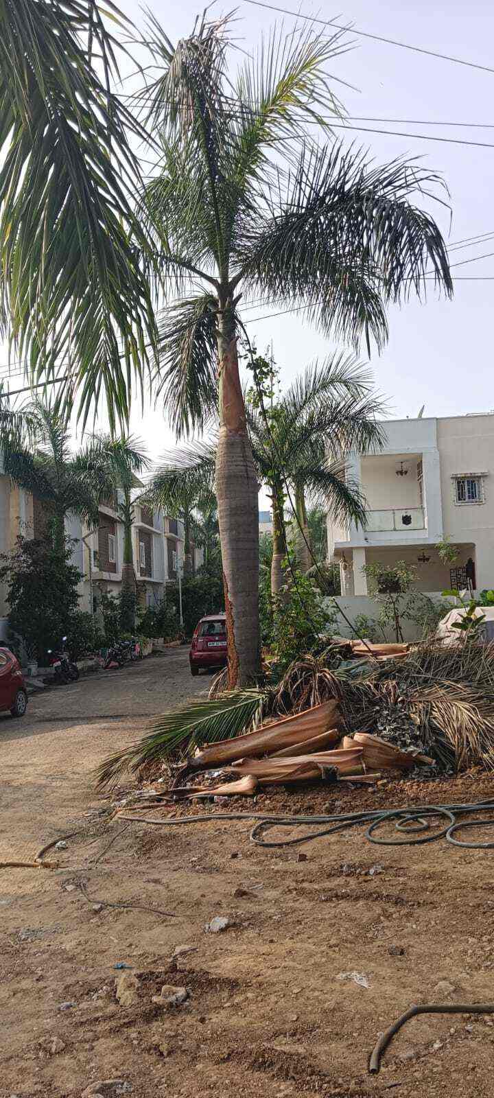 Top Tree Cutting Services in Hyderabad ट्री कटाई सर्विसेज, हैदराबाद