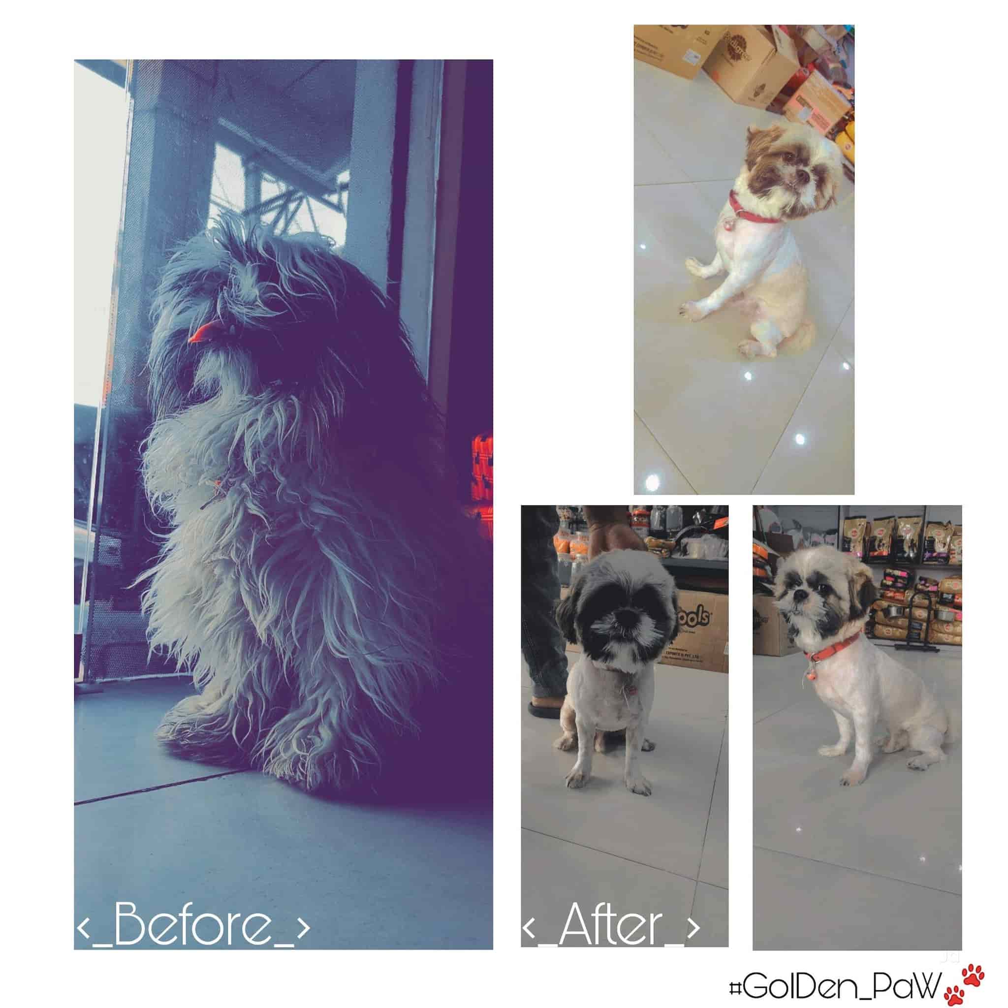 Golden Paw, Kukatpally Dog Kennel Dealers in Hyderabad Justdial