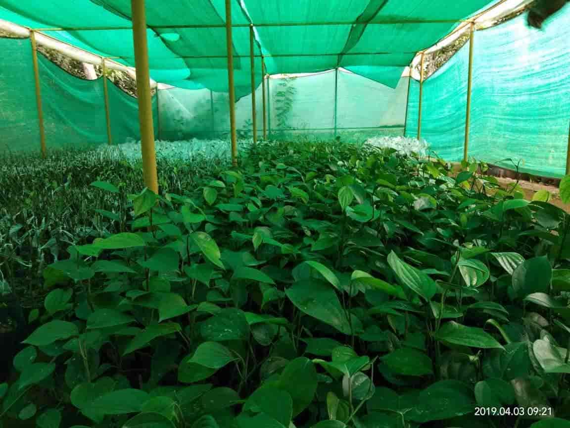 Top 50 Plant Nurseries in Kollam Best Nursery Plant Suppliers Justdial