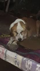 Stray Dog Welfare Organisations in Indore - Dog Catchers - Justdial