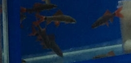 Fish Home