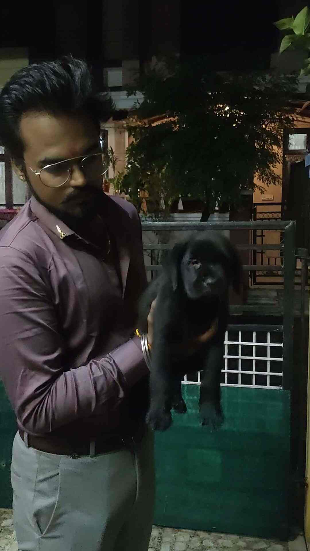Kashi Kennel