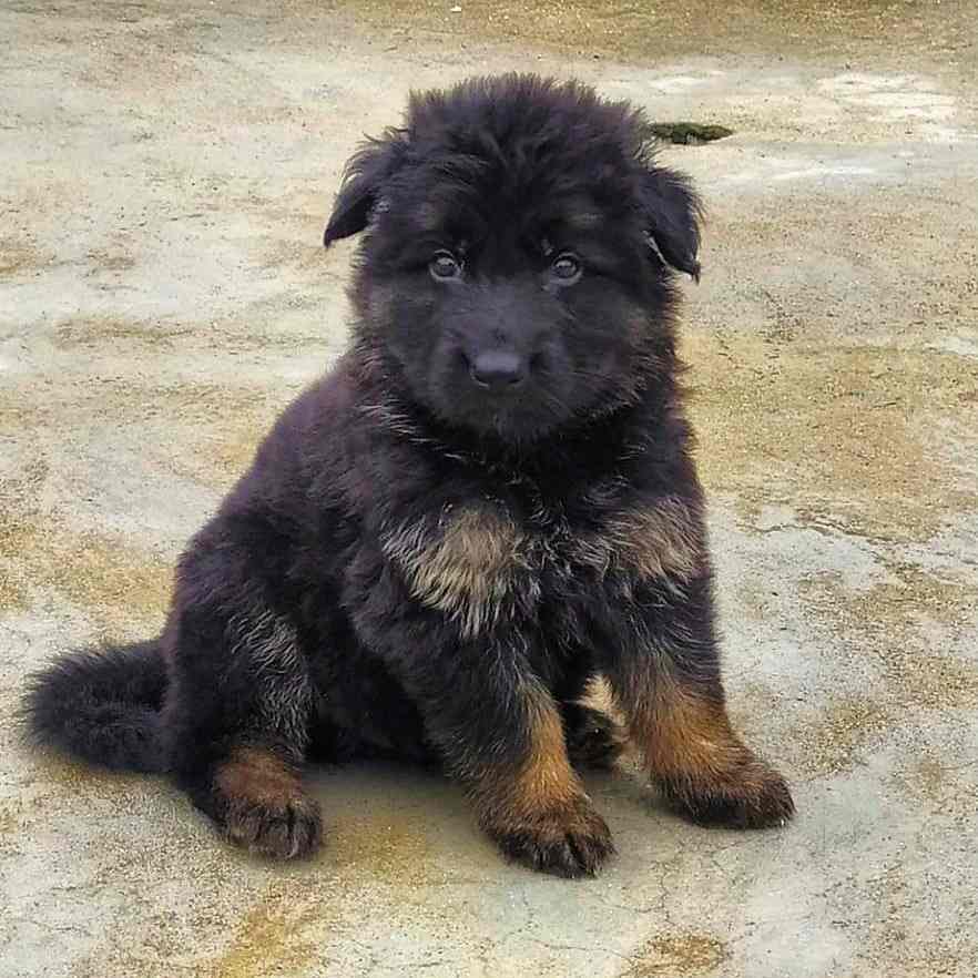 Indore Dog Kenal
