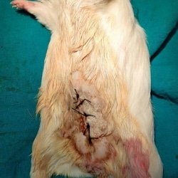 Top Veterinary Doctors For Hamster in Indore Best Hamster