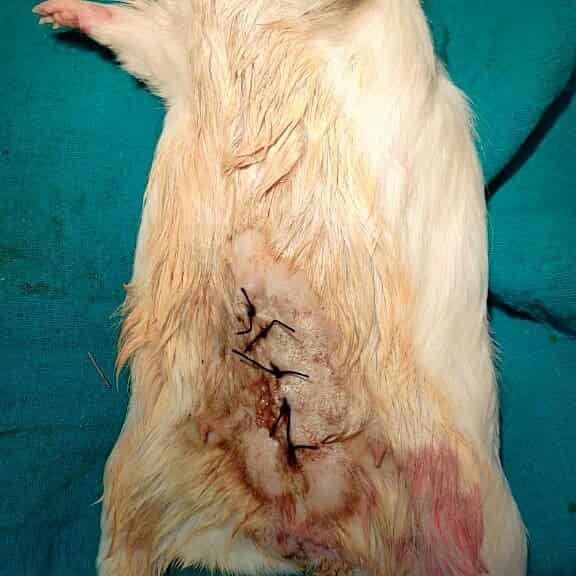 Guinea pig doctor near me new arrivals