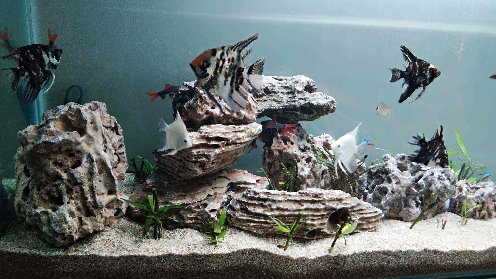 Aquatica Vijay Nagar Indore Best Aquariums In Indore Popular Aquariums In Indore Elister In