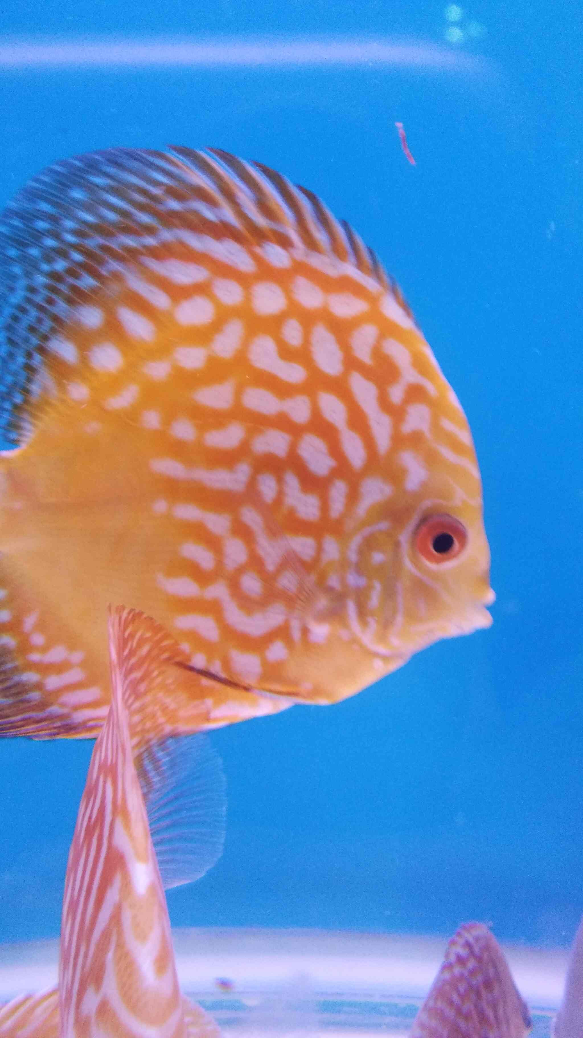 Aquatica Vijay Nagar Indore Best Aquariums In Indore Popular Aquariums In Indore Elister In