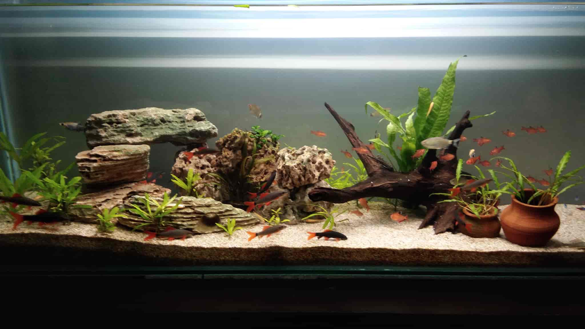 Aquatica Vijay Nagar Indore Best Aquariums In Indore Popular Aquariums In Indore Elister In