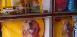 Harshits Dog Kennel