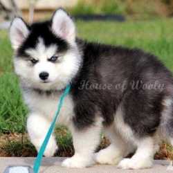Siberian husky wooly puppies for sale hot sale