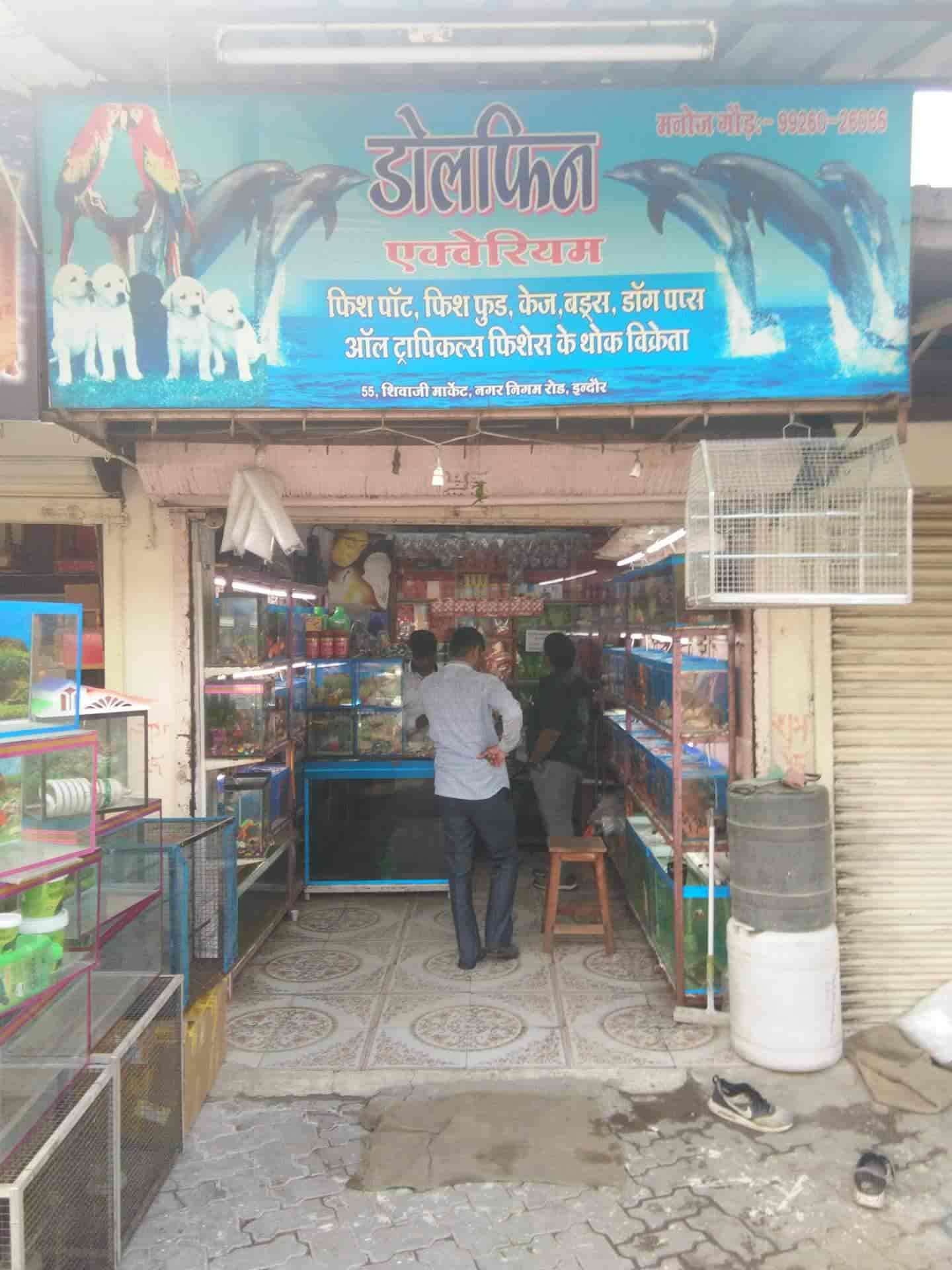 Top Pet Shops For Cat In Indore City Best Pet Shops For Kitten