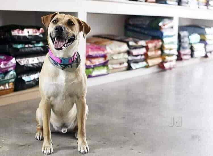 Happy Pet Solutions