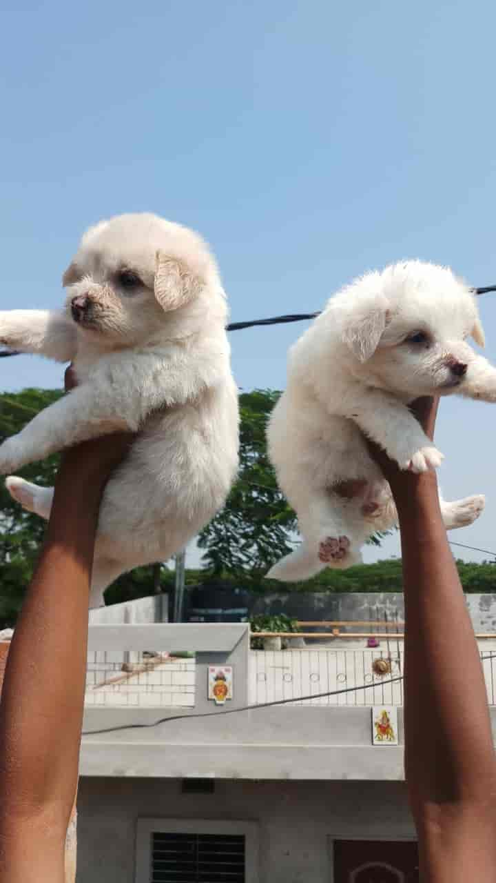 patel pet shop in Vijay Nagar,Indore Best Pet Shops in Indore Justdial