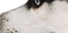 Pet Vet Clinic & Surgery Ce..