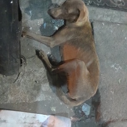 Stray Dog Welfare Organisations in Indore - Dog Catchers - Justdial