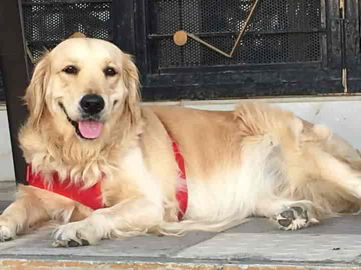 Dog deals shopping websites