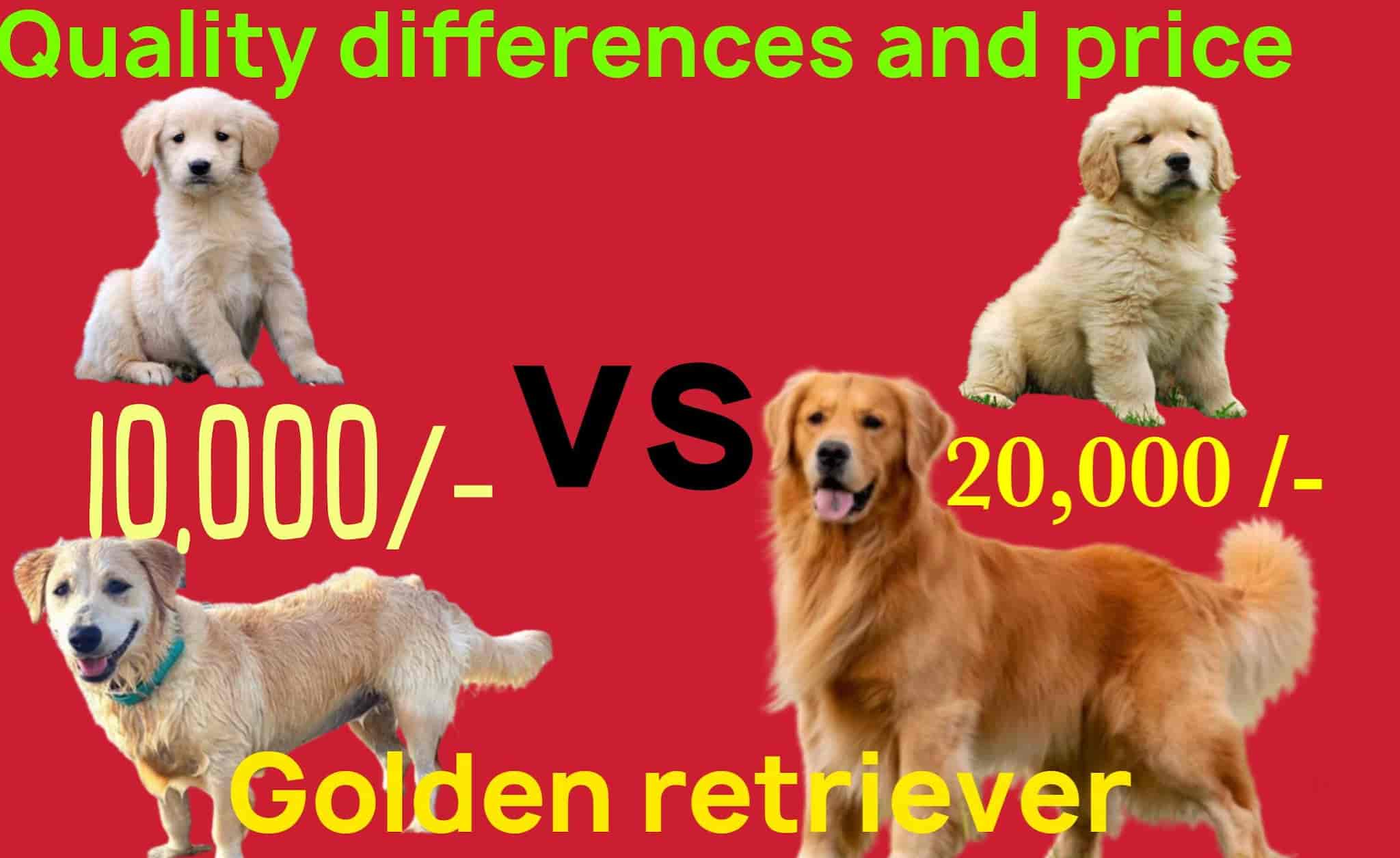 Indore Dog Shop