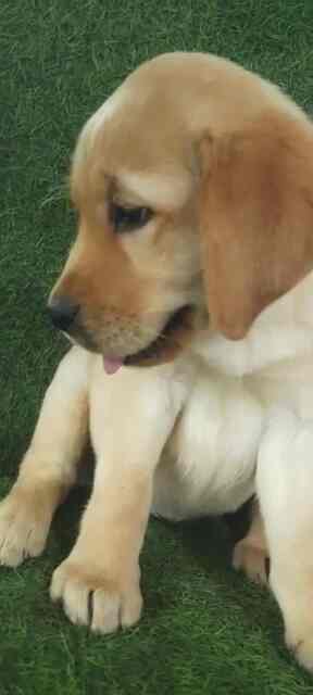 Boston Kennel