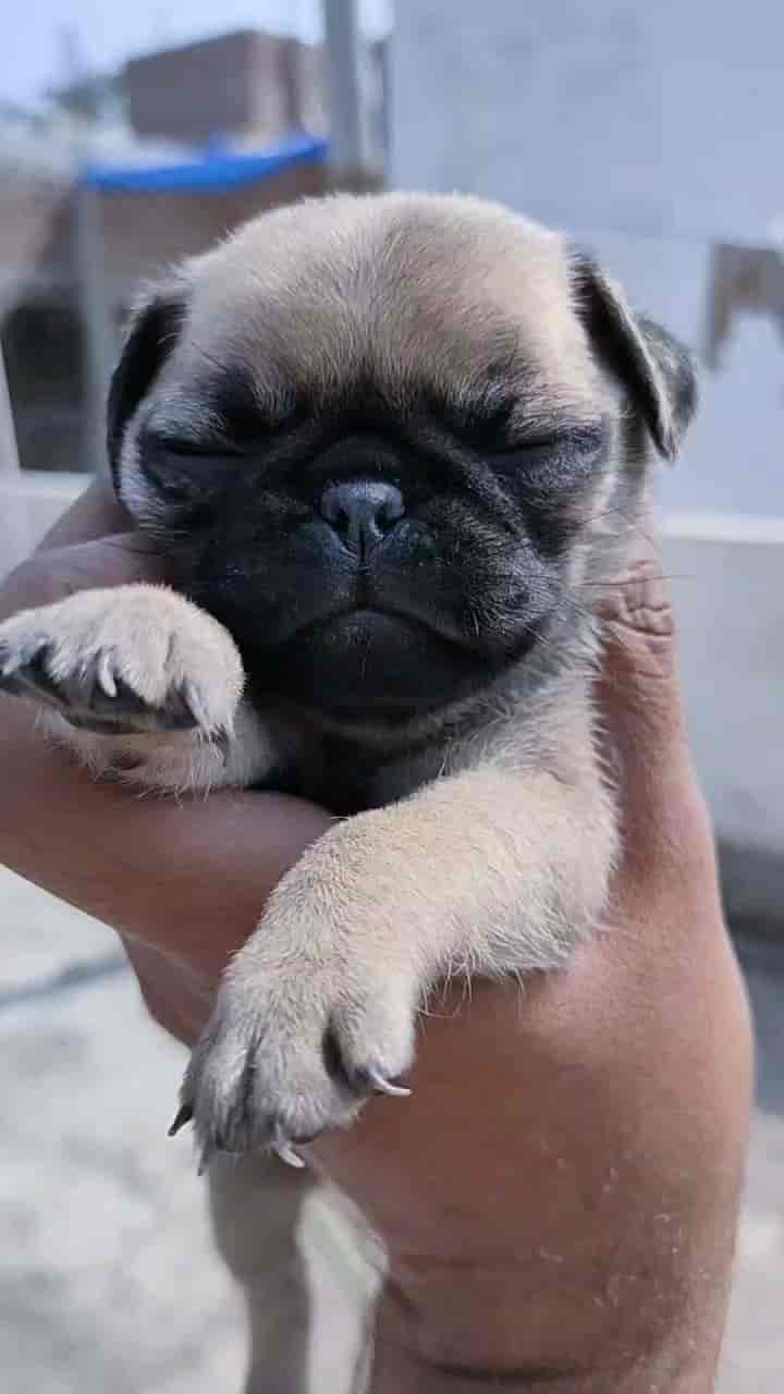 Sai Pet Shop in Polo Ground,Indore Best Pet Shops in Indore Justdial