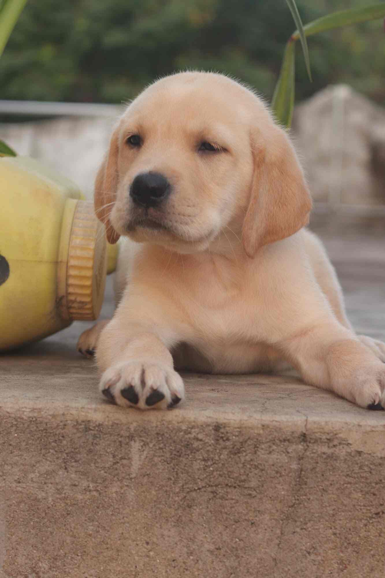 Furry Family Pets Kennel