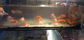 Top 4 Fish Tank Manufacturers In Khajrana Best Aquarium Tank justdial