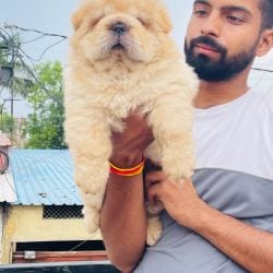 Chow chow dog 2024 price in indore