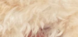 Pets Hub