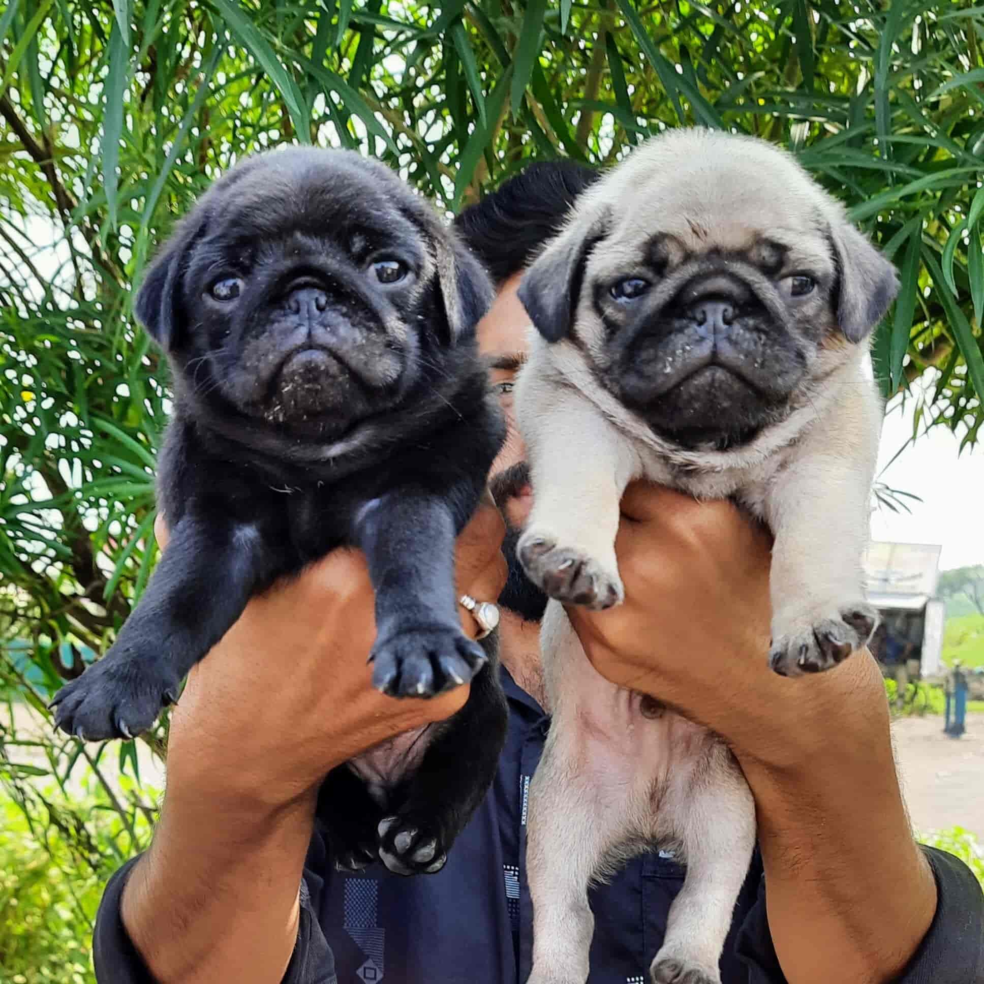 Top Pet Shops in Indore Best Pet Store near me Justdial