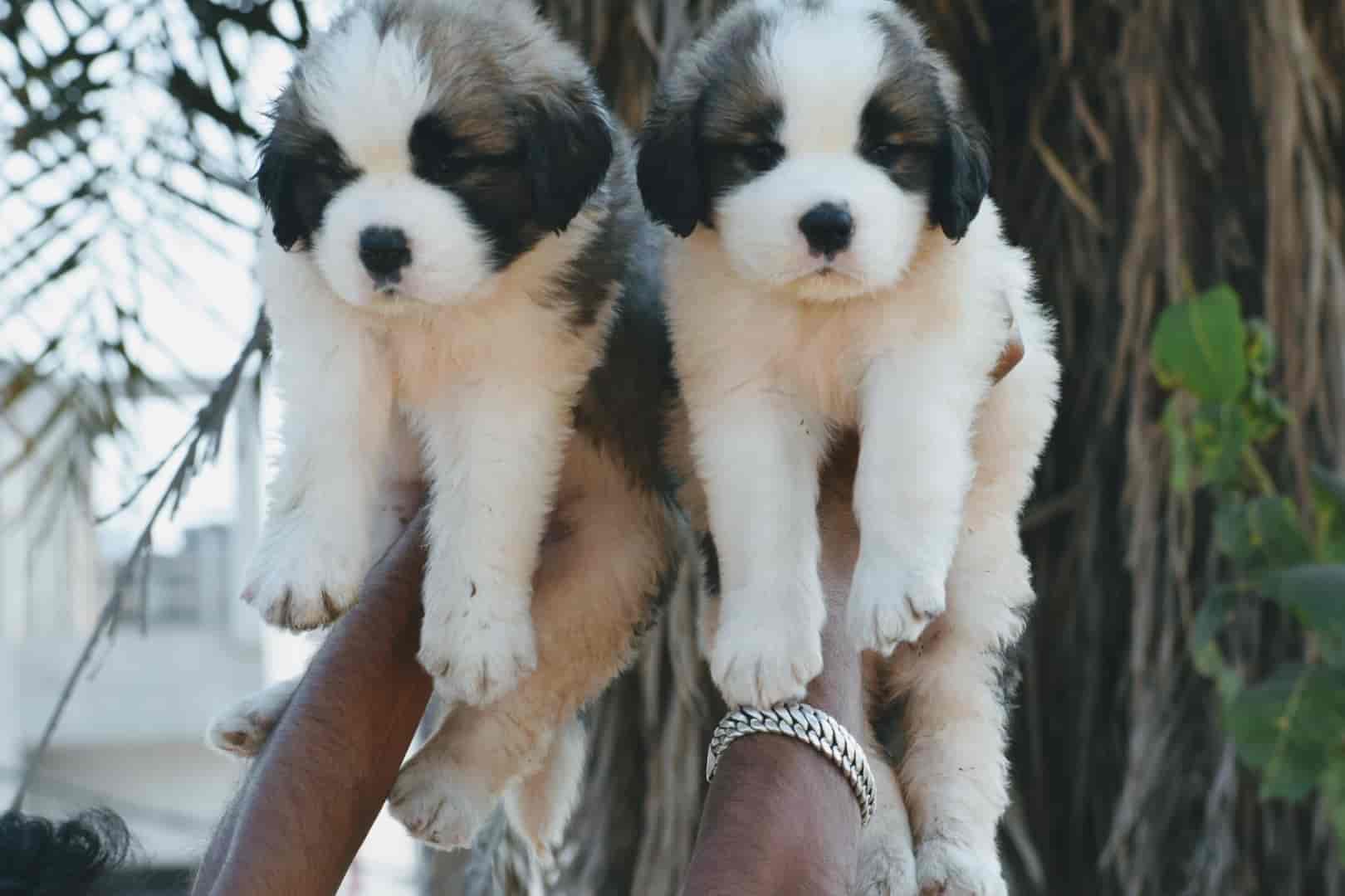 Top Pet Shops in Indore Best Pet Store near me Justdial