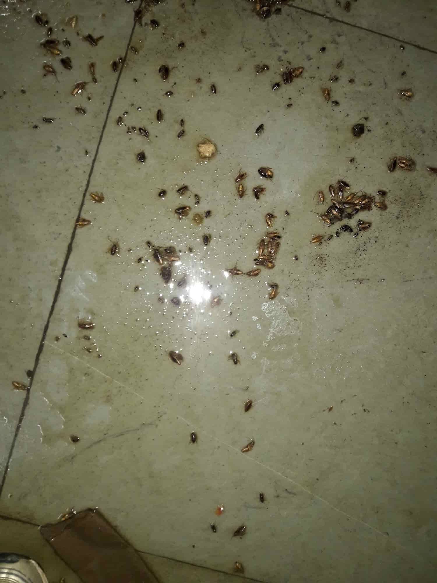 Hindustan Pest Control Services in New Palasia,Indore Best Plant Pest