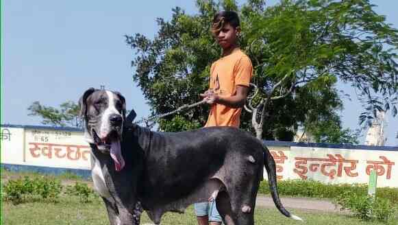 Indori Pets
