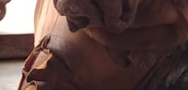 My Dream Pet