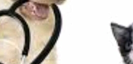 Pet Vet Clinics & Surgery C..