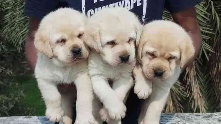 Saanvi Pets Point