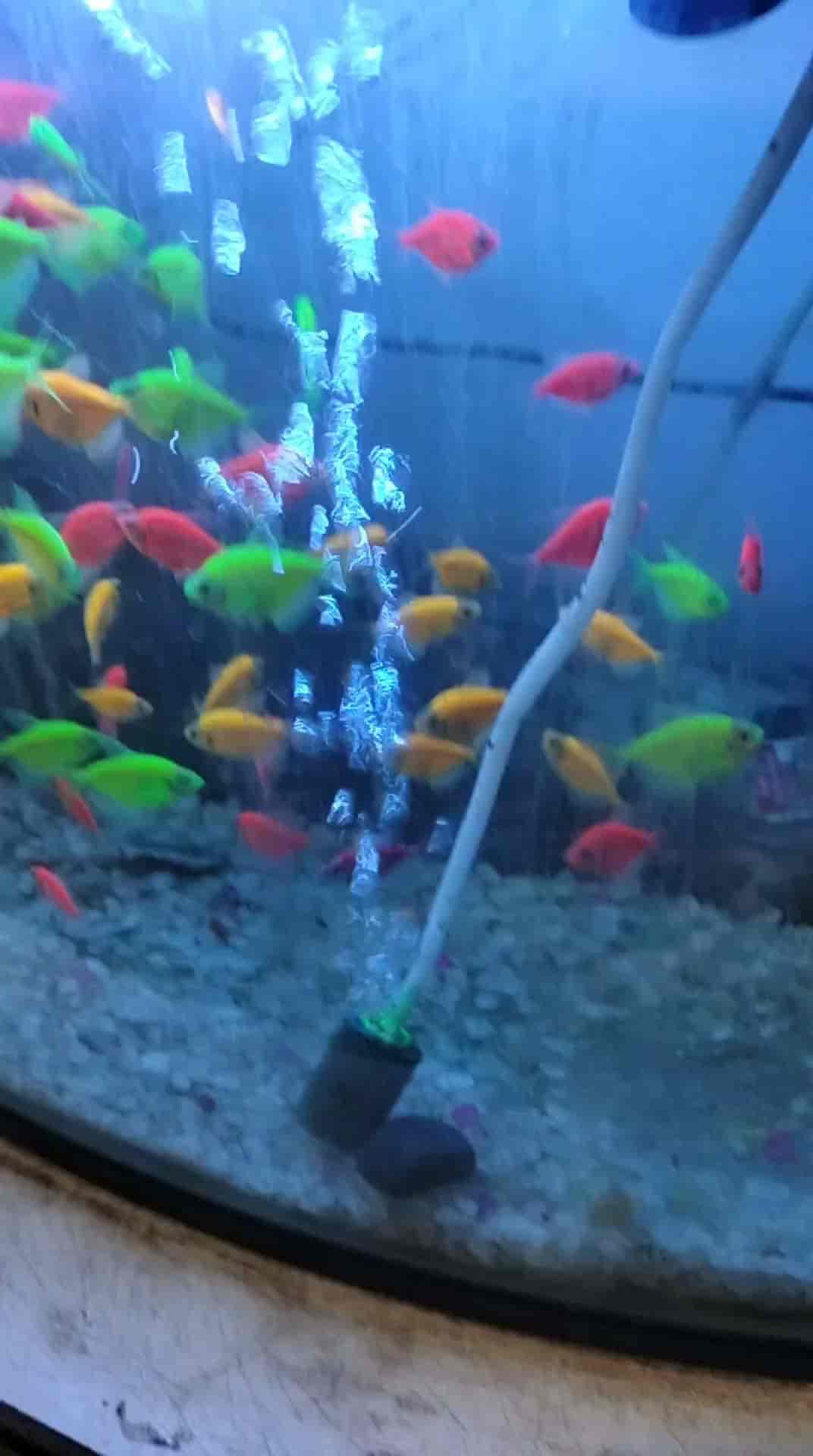 Top Aquarium Barb Fish Dealers in Durg near me Justdial