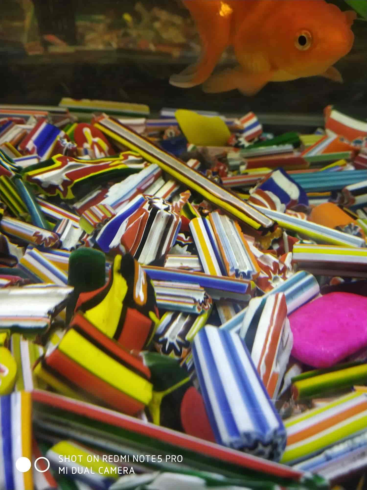 Top Aquarium Badis Fish Dealers in Bhopal near me Justdial