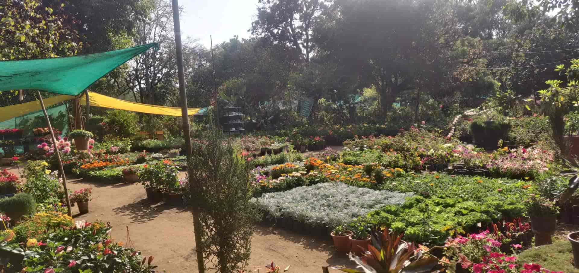 Top 50 Plant Nurseries In Jabalpur Best Nursery Plant Suppliers Justdial